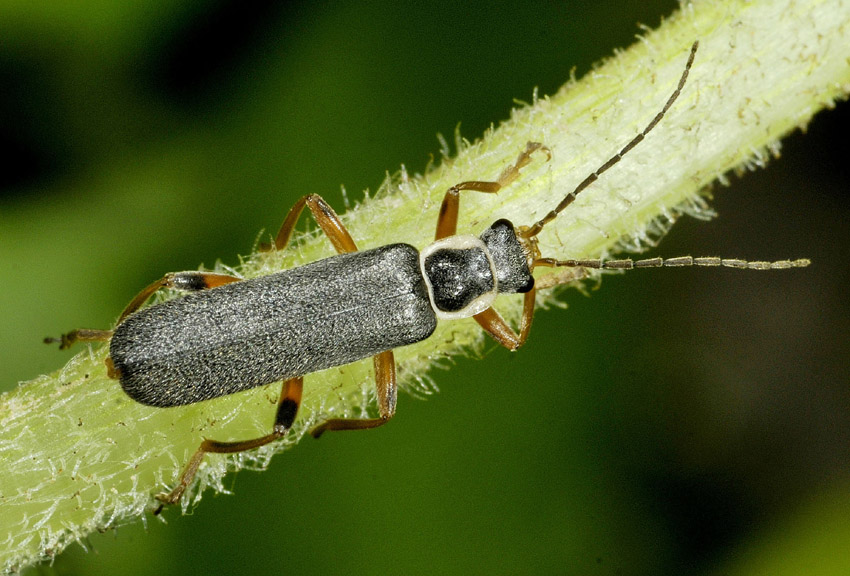 Cantharidae: Cantharis gr. pagana
